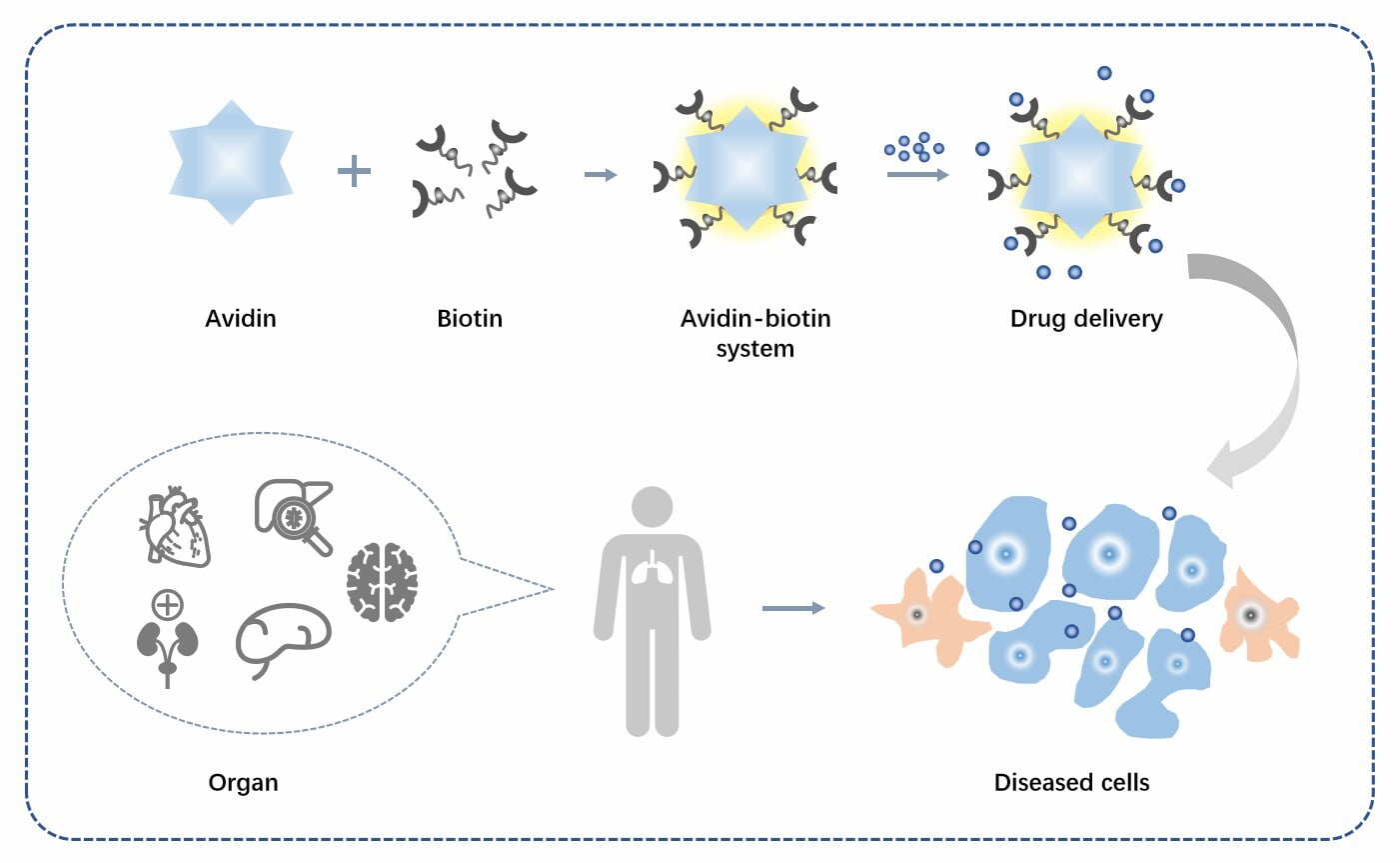 The avidin-biotin system can be used for efficient targeted drug delivery