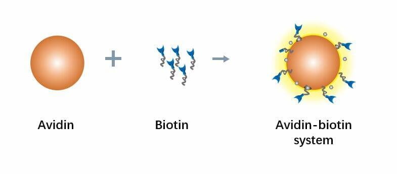 Schematic diagram of the avidin-biotin system