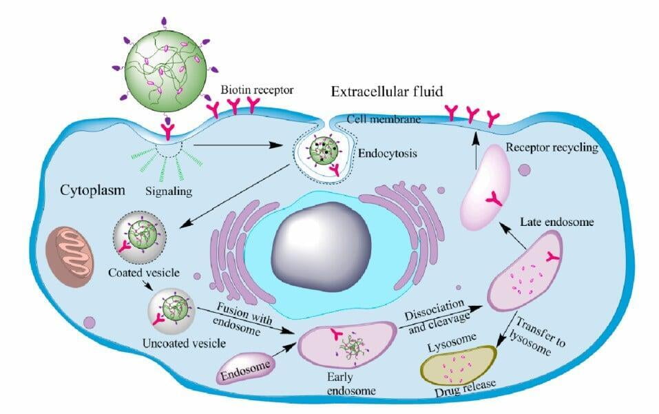 Schematic illustration of biotinylated nanosystems internalized into tumor cells for drug delivery and release
