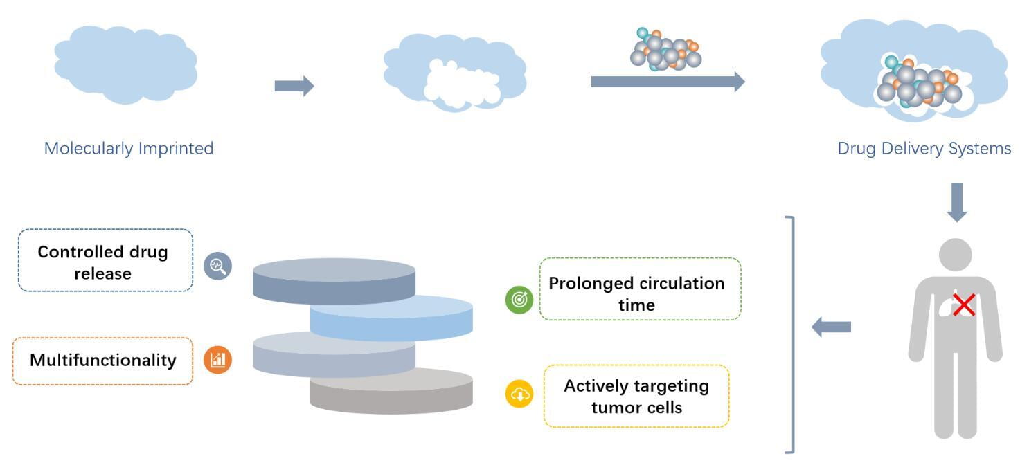 Molecularly imprinted polymers can be widely used in targeted drug delivery systems