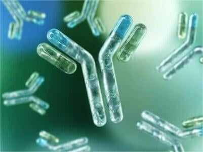 Biotin Single Chain Antibody Fragments