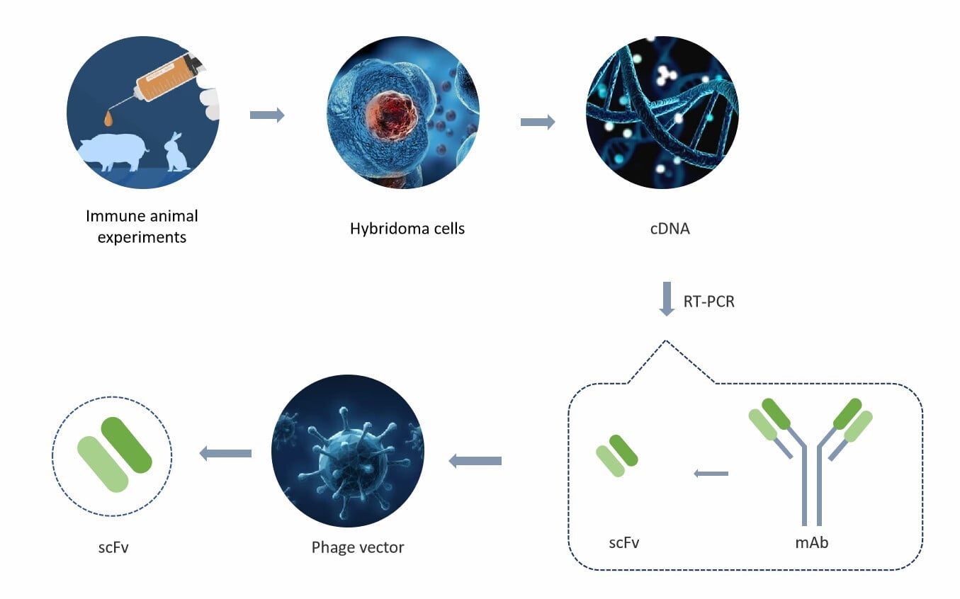 Preparation process and method of scFv