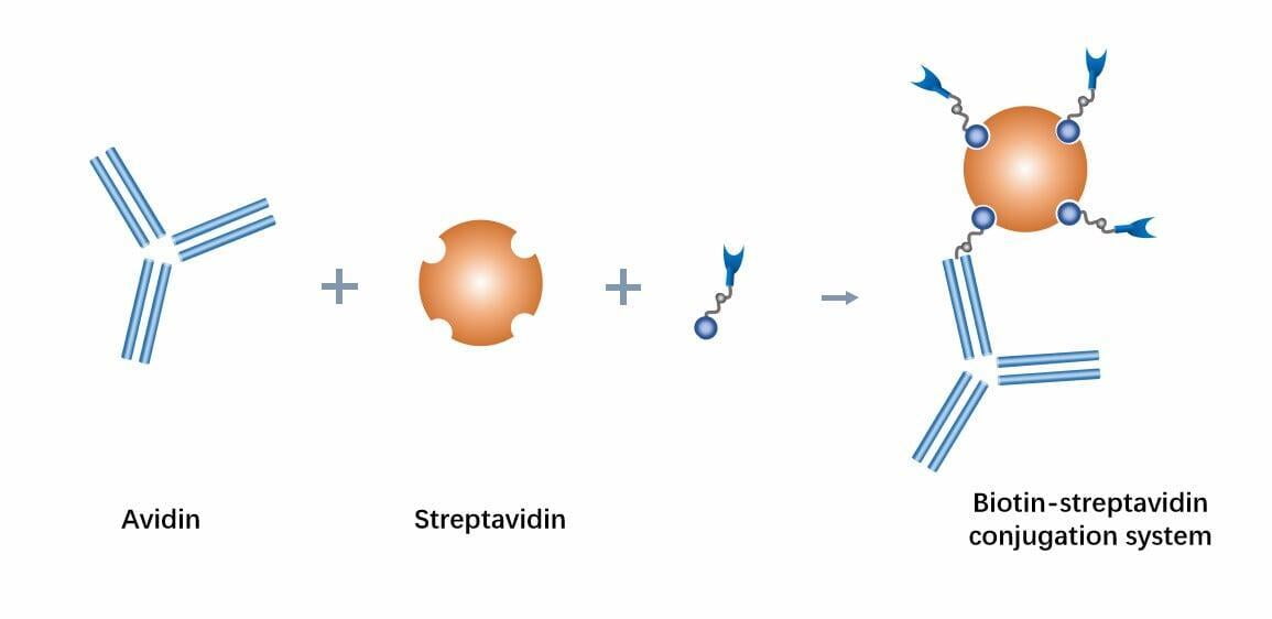 The biotin-streptavidin diagram system can be widely used in the biological field