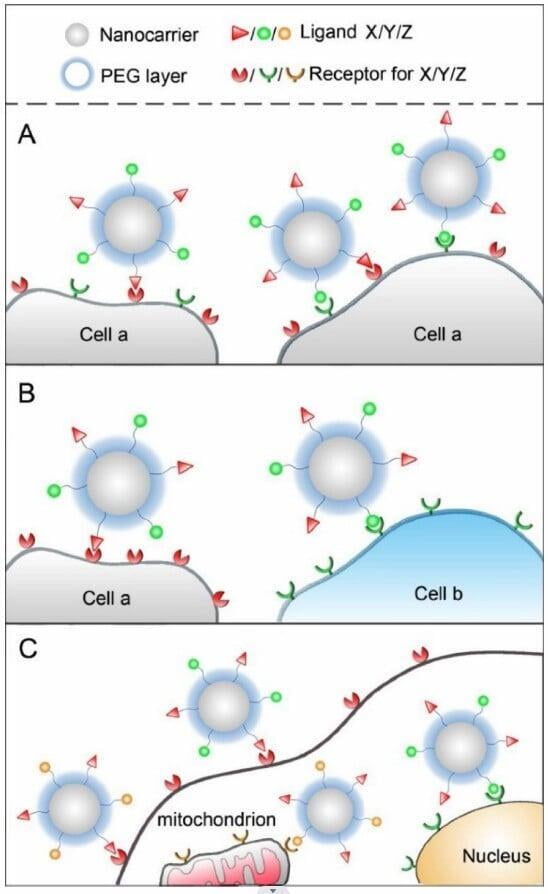 Three different bimolecular targeting schemes, including dual-targeting nanocarriers expressing one cell; dual-targeting nanocarriers simultaneously targeting multiple cells; Different receptors expressed on mitochondria