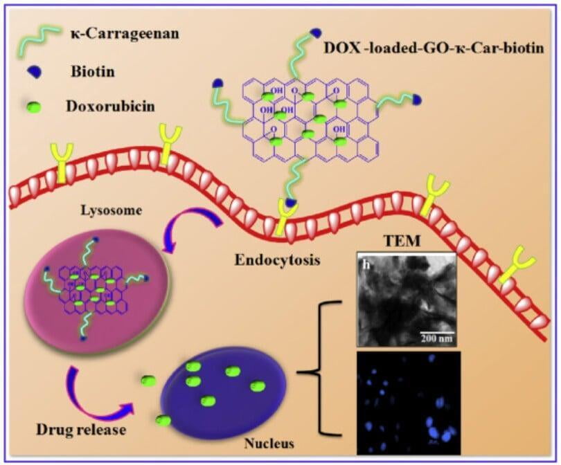 Biotin-dominated graphene oxide carrier is considered to be an efficient delivery system for cervical cancer therapeutic drugs