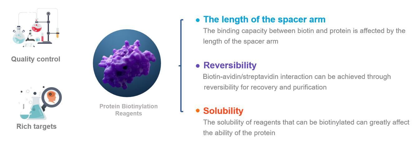 Protein biotinylation reagents need to take into account many factors, such as solubility, wall length and reversibility