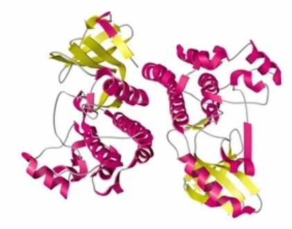 About biotinylation and biotin ligase