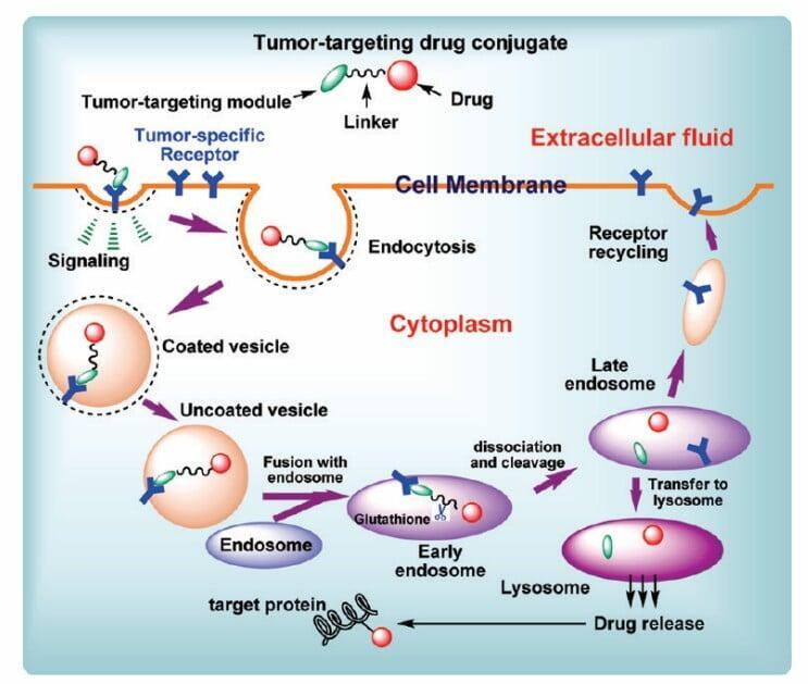 Schematic diagram of tumor-targeting drug conjugates, drug release, and drug binding to target proteins