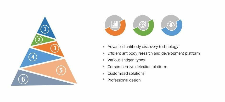 Professional design platform, a wide range of sample types, to provide professional customized monoclonal antibody services
