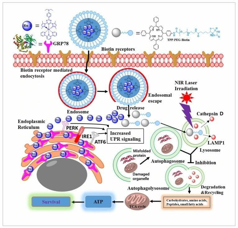 Lysosomal degradation and GRP78 inhibition by Ru-1TPP-PEG-biotin combination therapy is considered as a novel combined targeted cancer therapy