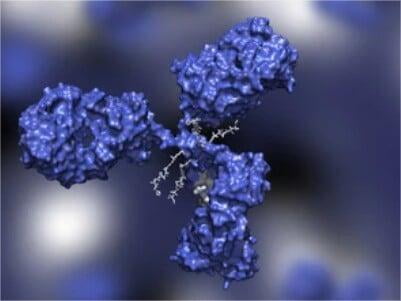 Site-directed Biotinylation