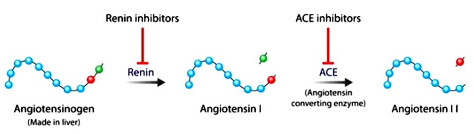 Fig.2 Angiotensin-converting enzyme inhibitors