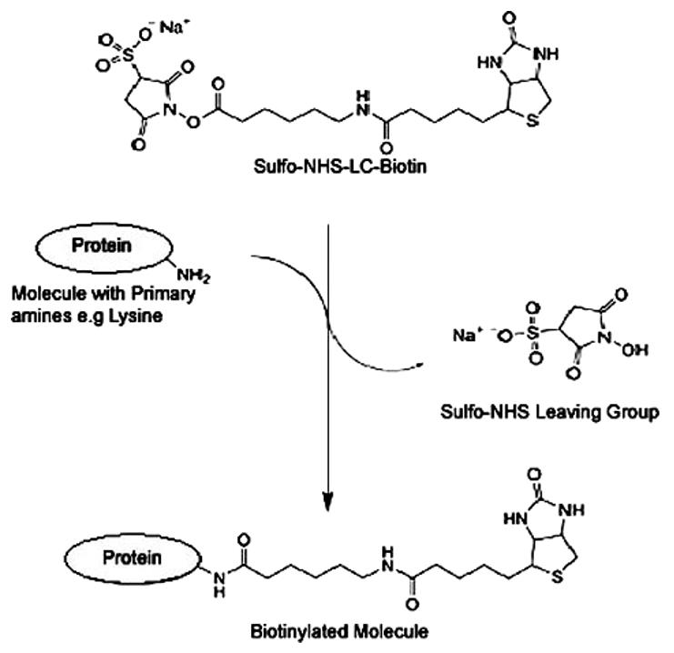 Fig.1 The sulfo-NHS-LC-biotin derivative reacts with primary amines (the N-terminal amino group or -amino group of a lysine residue) to form a stable amide bond.