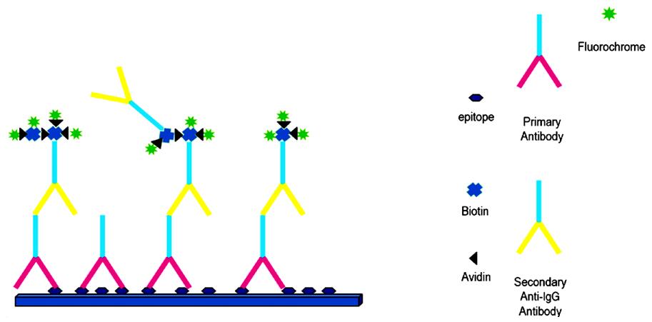 Fig.1 Avidin/biotin amplification.