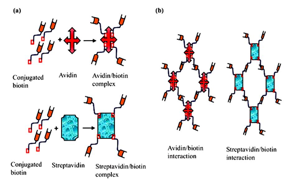 Fig.2 Formation of avidin/biotin and streptavidin/biotin complexes and their interactions.