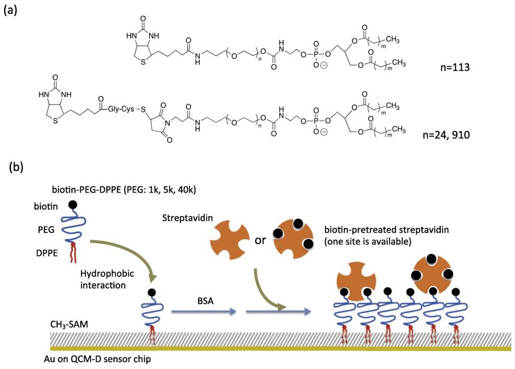 Fig.1 Studying the effect of PEG chain molecular weight on the interaction between streptavidin and biotin-PEG conjugated phospholipids.