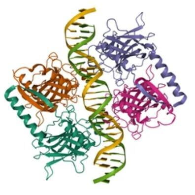 Efficient purification of biotinylation is of great significance to the study of biology