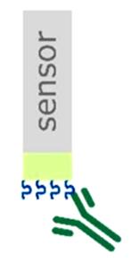 Fig.1 Biotinylated peptides (blue) are loaded onto the streptavidin-coated Octet biosensor tip (lime) prior to dipping into antibody samples (green).