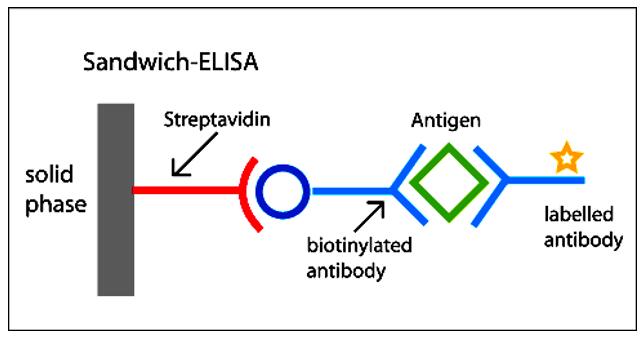 Fig.2 Biotinylated antibodies can be bound to the solid support via streptavidin. The 4 biotin-binding sites on 1 streptavidin molecule facilite the increase in assay sensitivity through amplification.