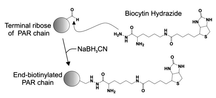 Fig.1 Carbonyl-reactive linker biocytin hydrazide.