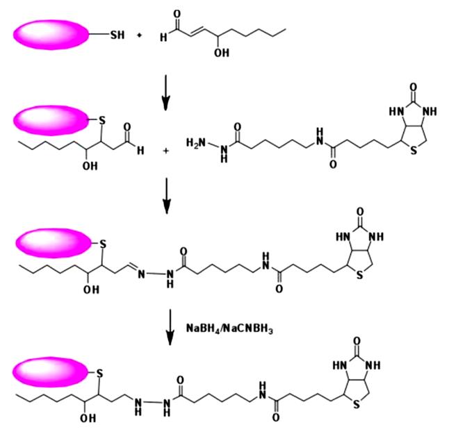 Fig.2 Biotinylation of protein carbonyl groups by biotin hydrazide.