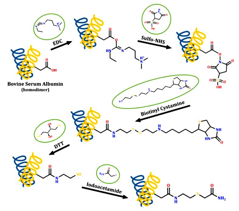 Fig.1 The carboxyl side chains of amino acids in the Bovine Serum Albumin model protein were first activated using EDC and Sulfo-NHS, followed by biotinylation with Biotinyl Cystamine.