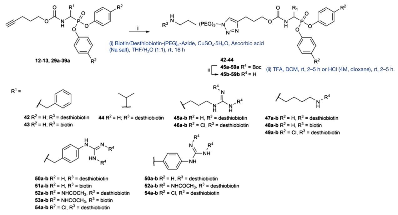 Fig.1 Synthesis of Biotin and Desthiobiotin Probes Using Click Chemistry with Reporter Tag Azide.