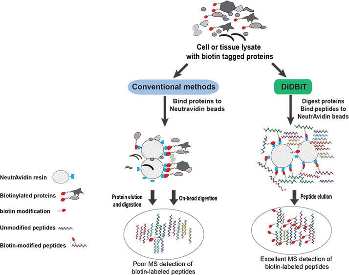 Researchers propose a novel assay (DiDBiT) for the analysis of biotinylated proteins, amenable to a wide range of labeling strategies and preparations