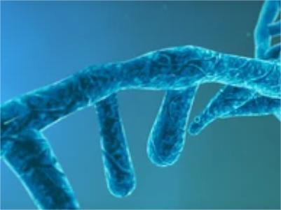 Enzymatic RNA Biotinylation