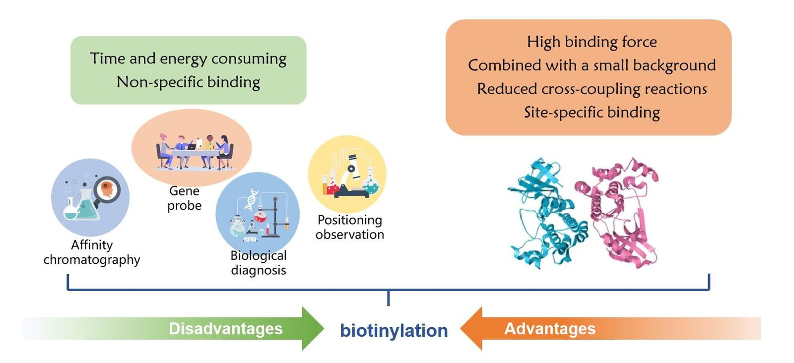 High-quality and efficient in vivo biotinylation system to meet professional biotinylation service requirements