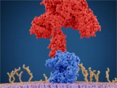 In Vivo Biotinylation System