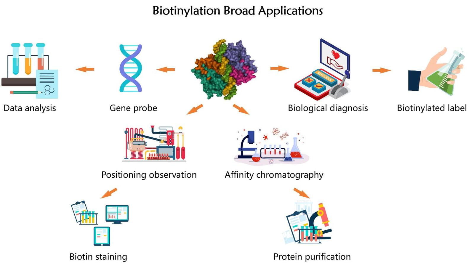 Professional biotinylation system has great application potential in the fields of biological diagnosis, affinity chromatography, localization observation and gene probe