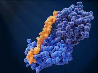 In Vivo Biotinylation to Detect Proteins
