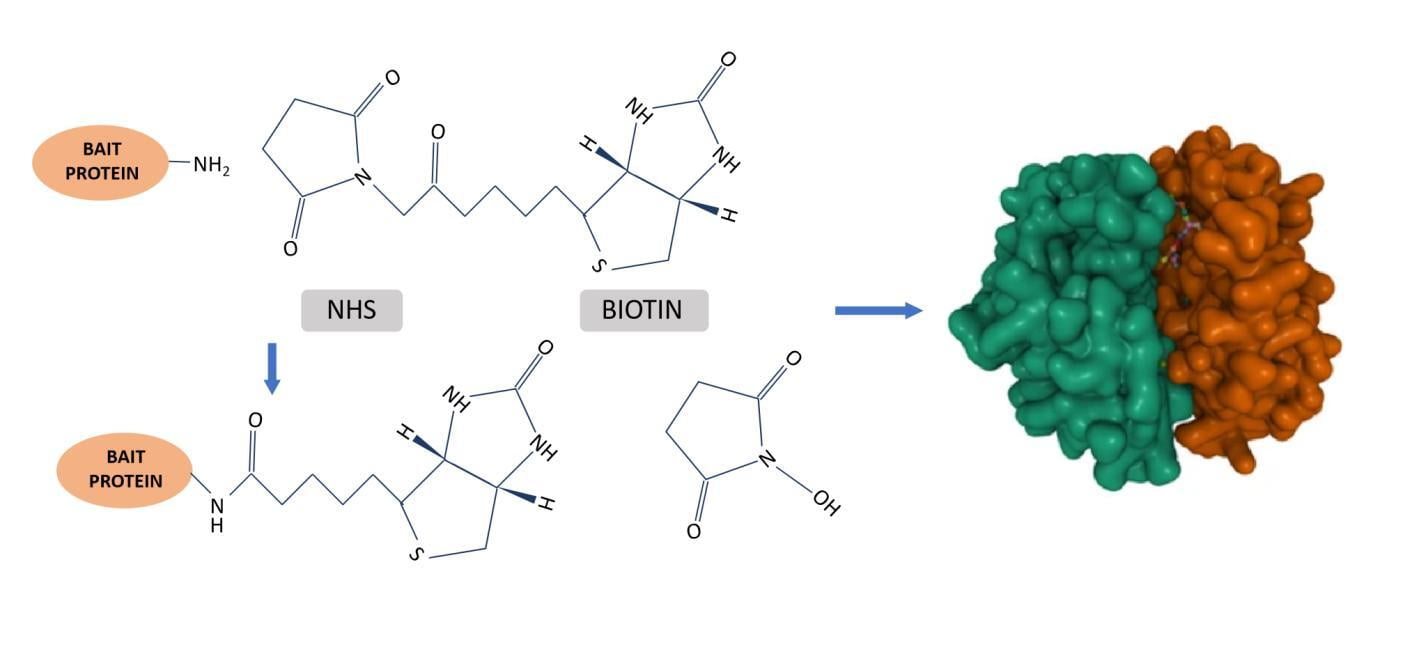 The biotin-avidin system can be applied to biological diagnosis, affinity chromatography, localization observation and gene probe