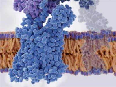 In Vivo Biotinylation to Study Protein Interactions