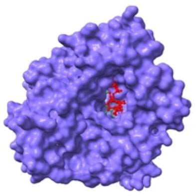 Protein-protein interaction
