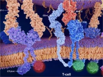 In Vivo Site-Specific Biotinylation