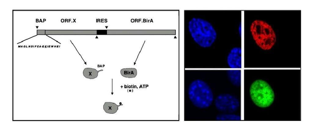 In vivo biotinylation can be used for post-immunogold entrapment labeling in immunoelectron microscopy experiments