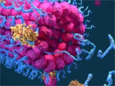 Nonimmuno Biotinylation to Detect Protein Interactions