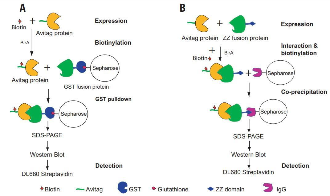 Scheme depicting the principles of protein-protein interaction assays using the Avitag-BirA system