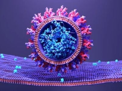 Phospholipid Biotinylation for Protein Immobilization