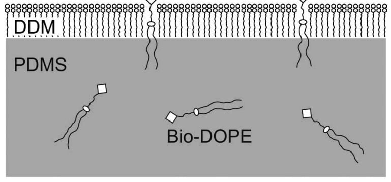 The schematic illustration of biotinyl functionalization of PDMS using phospholipids