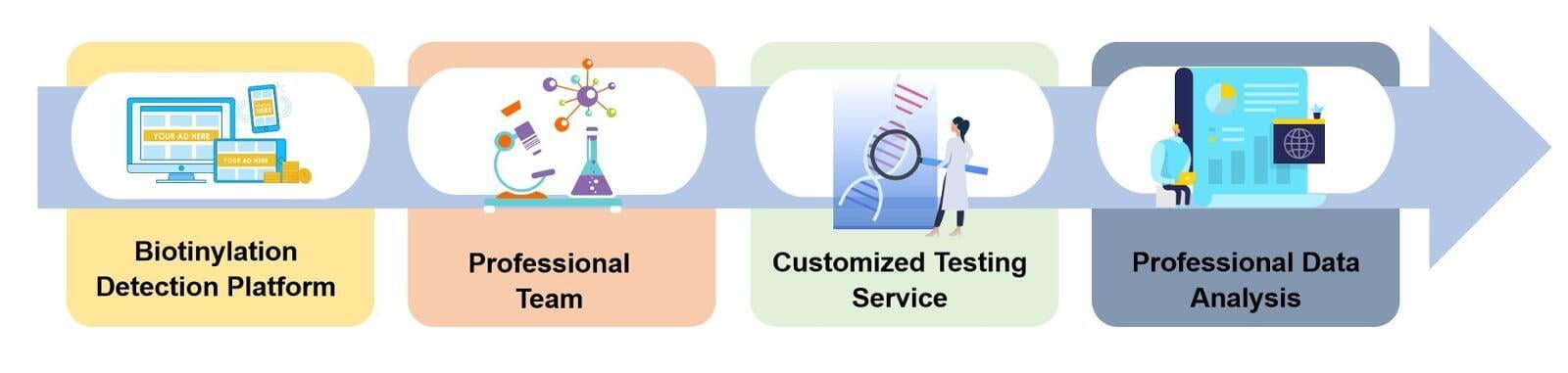 We focus on a wide range of efficient strategies, support professional data comparison, and can provide customers with high-quality protein biotinylation detection services