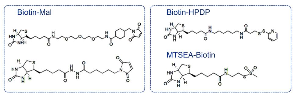 Fig.1 Some sulfhydryl-reactive biotinylation reagents.